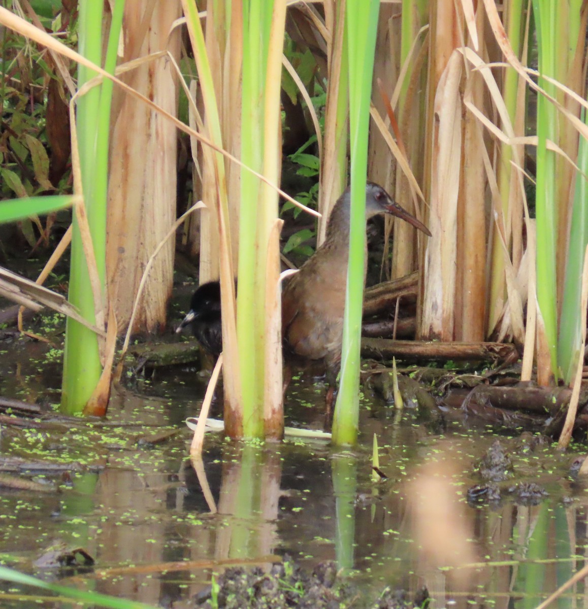 Virginia Rail - ML639842935
