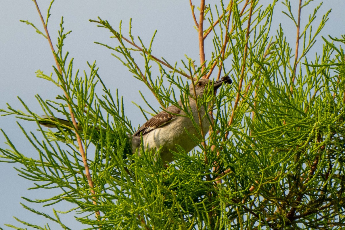 sangspottefugl - ML639842967
