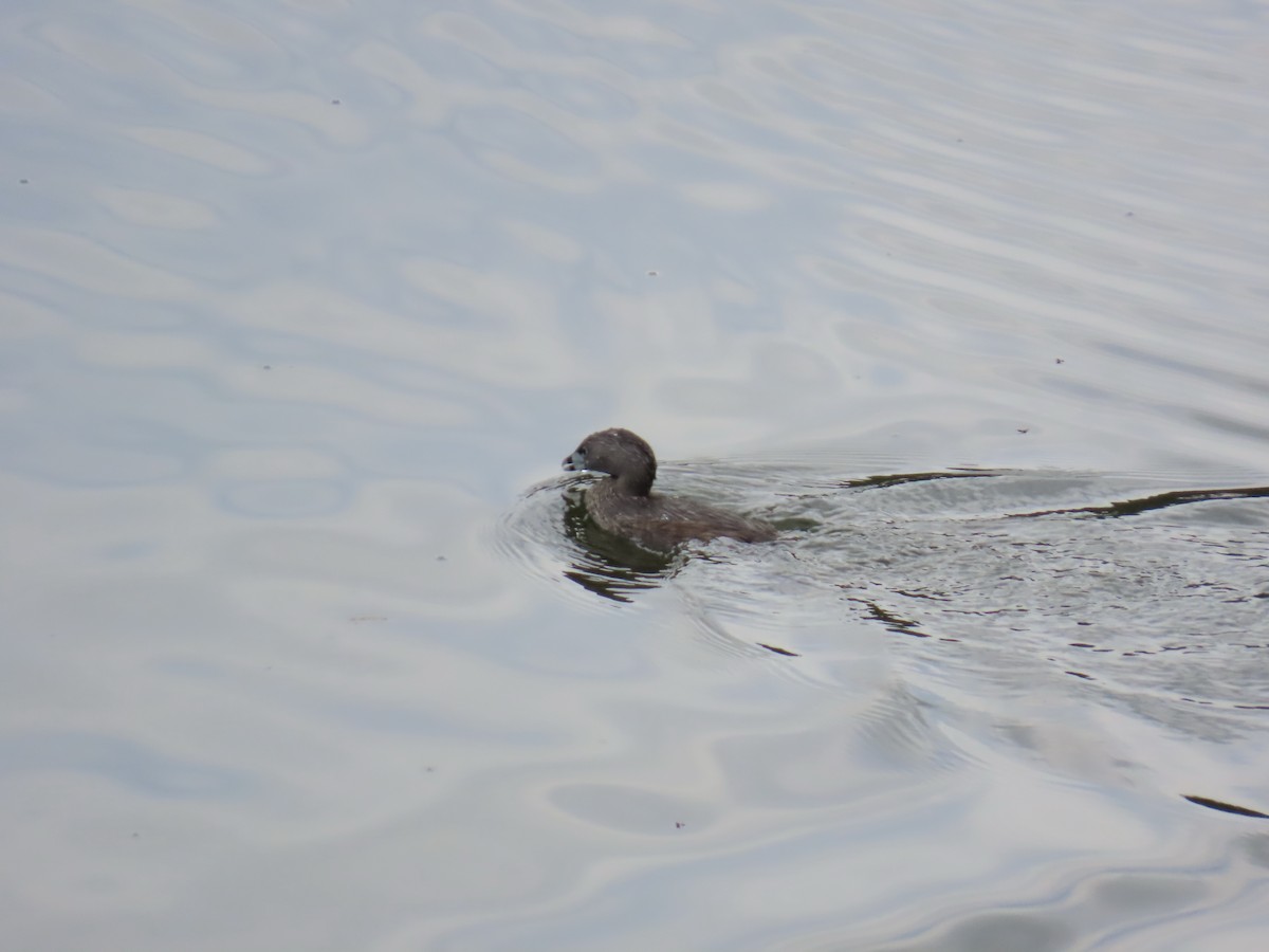 Pied-billed Grebe - ML639842973