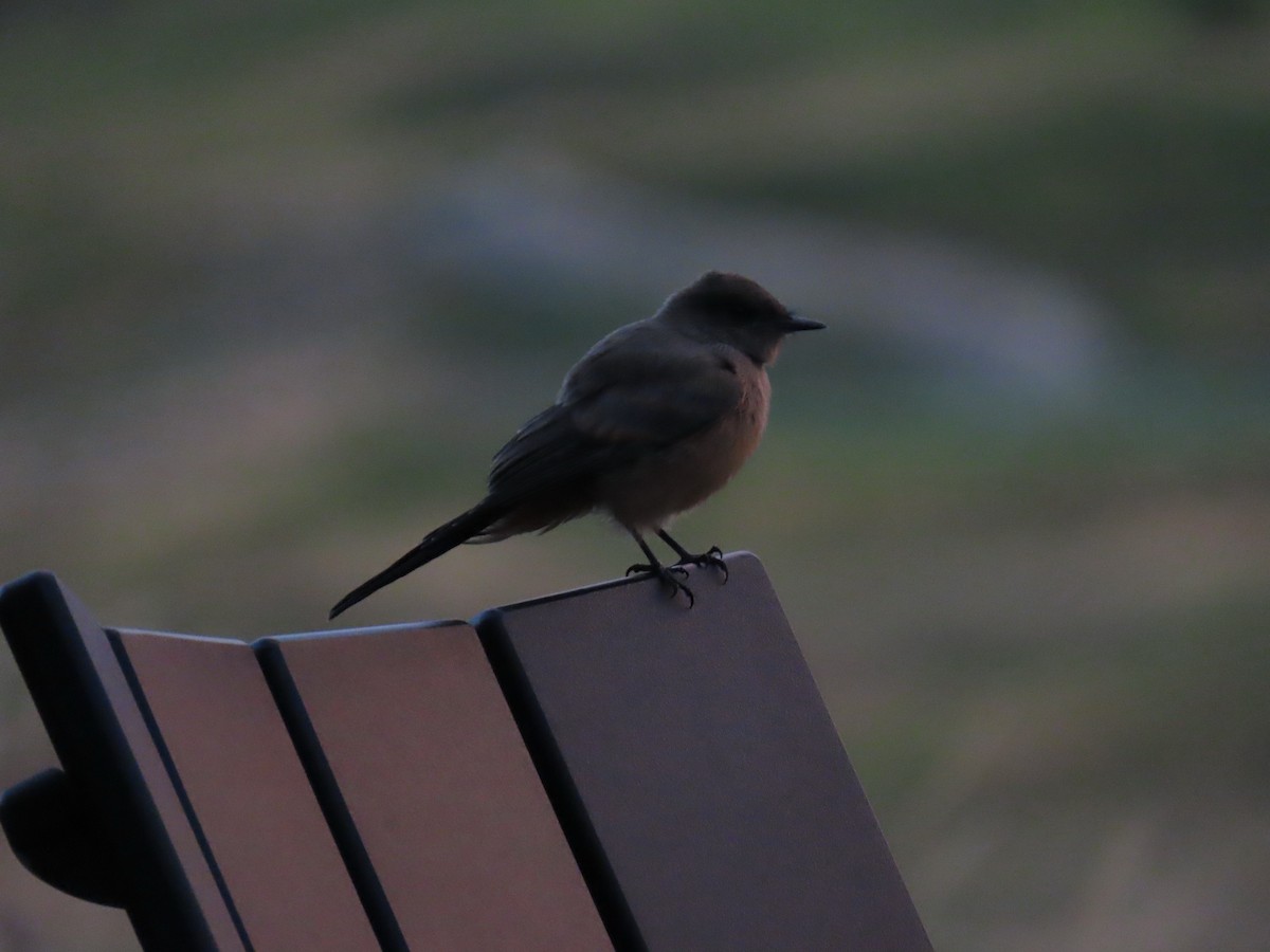 Say's Phoebe - ML639843000