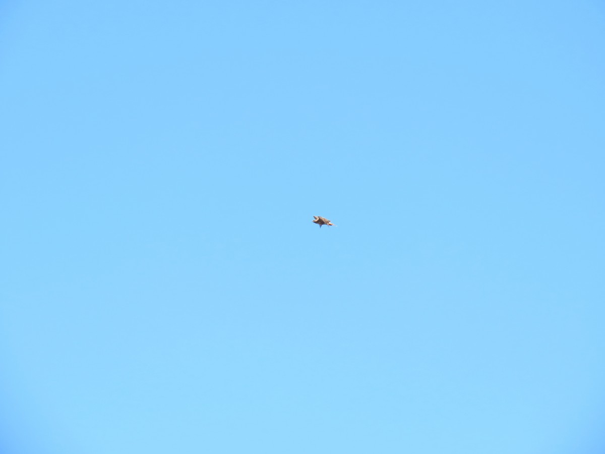 Red-tailed Hawk - ML639843004