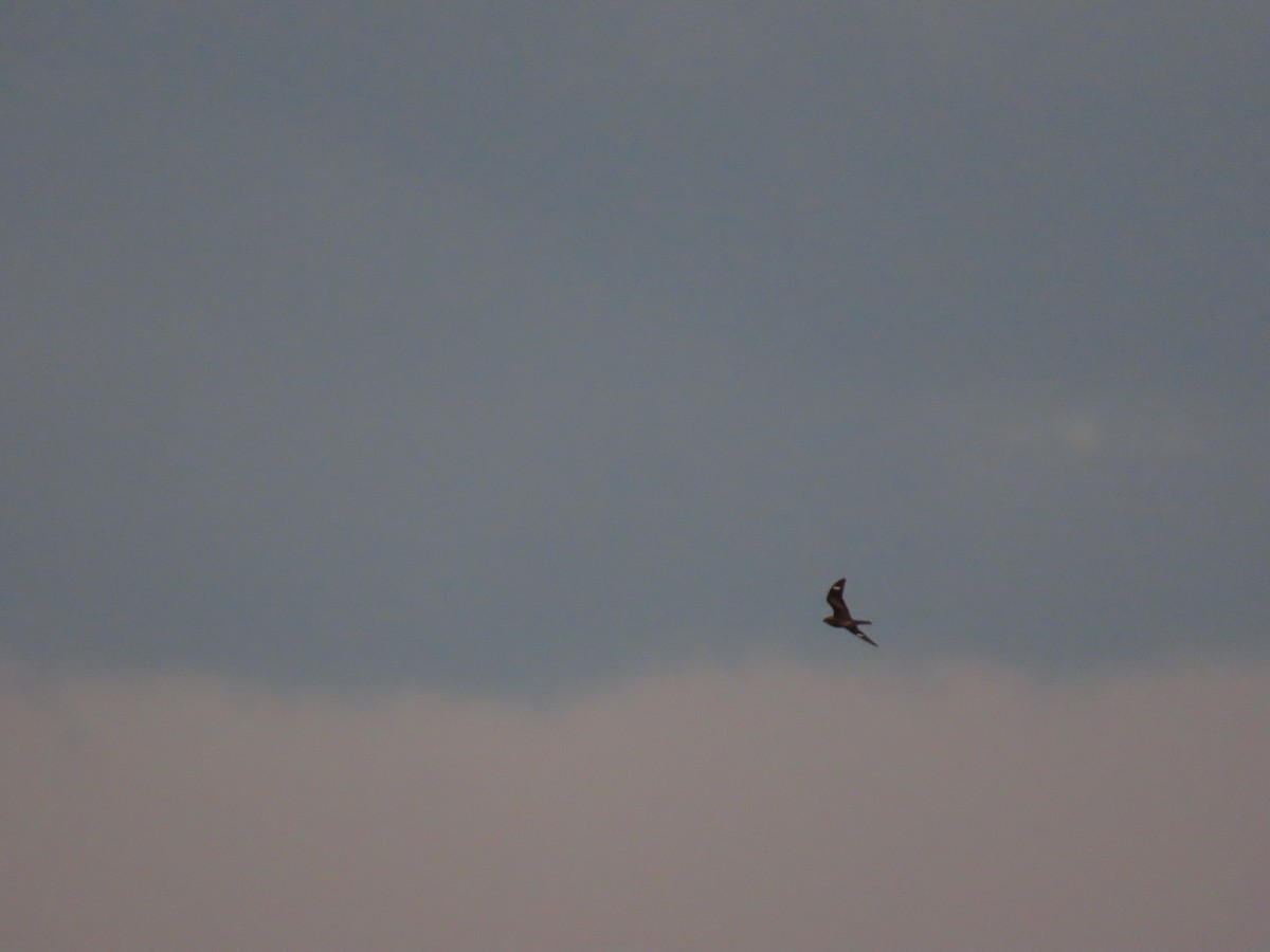 Common Nighthawk - ML639843008