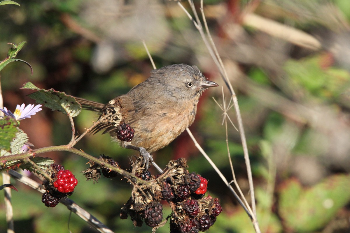 Wrentit - ML639843107
