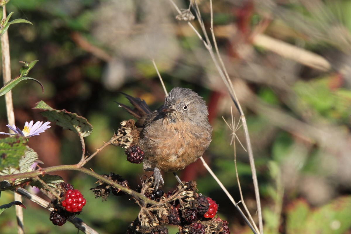 Wrentit - ML639843108