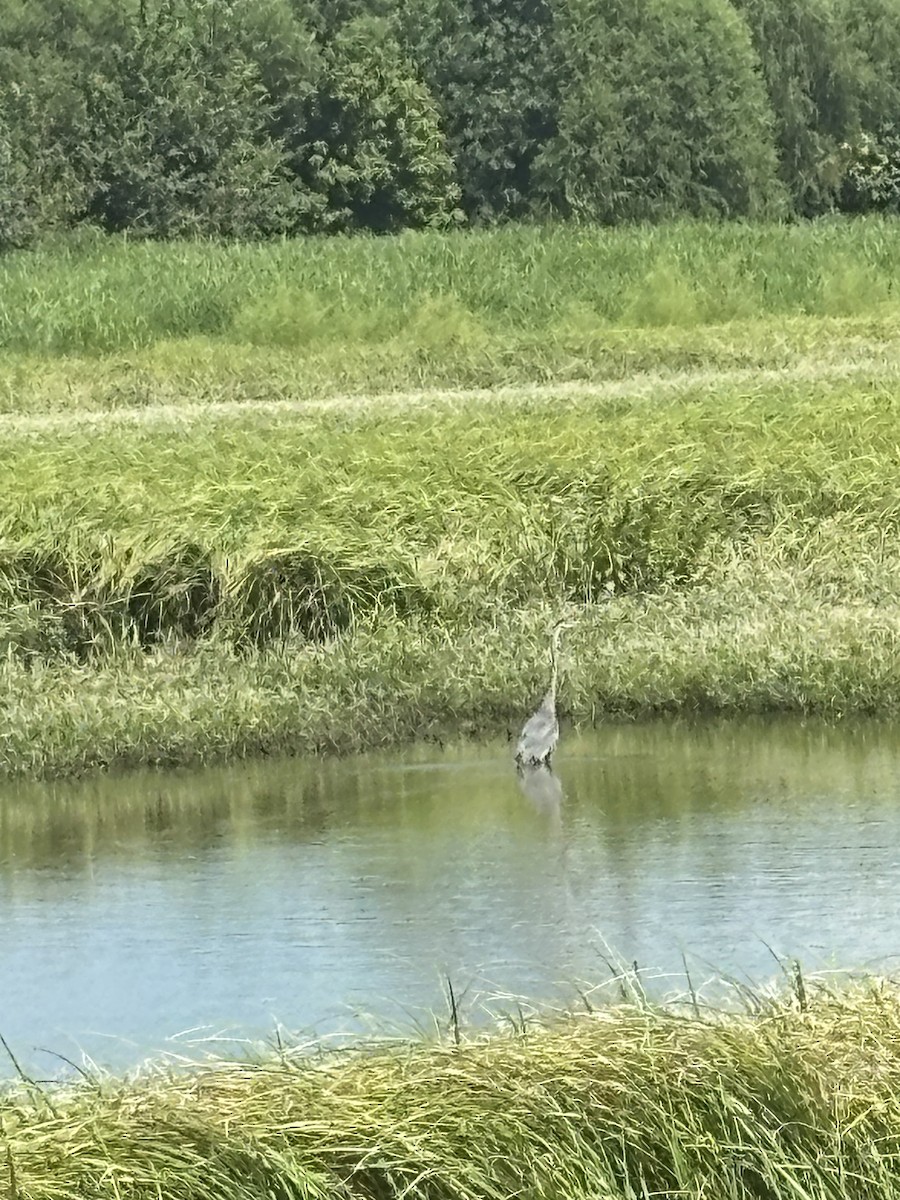 Great Blue Heron - ML639843109