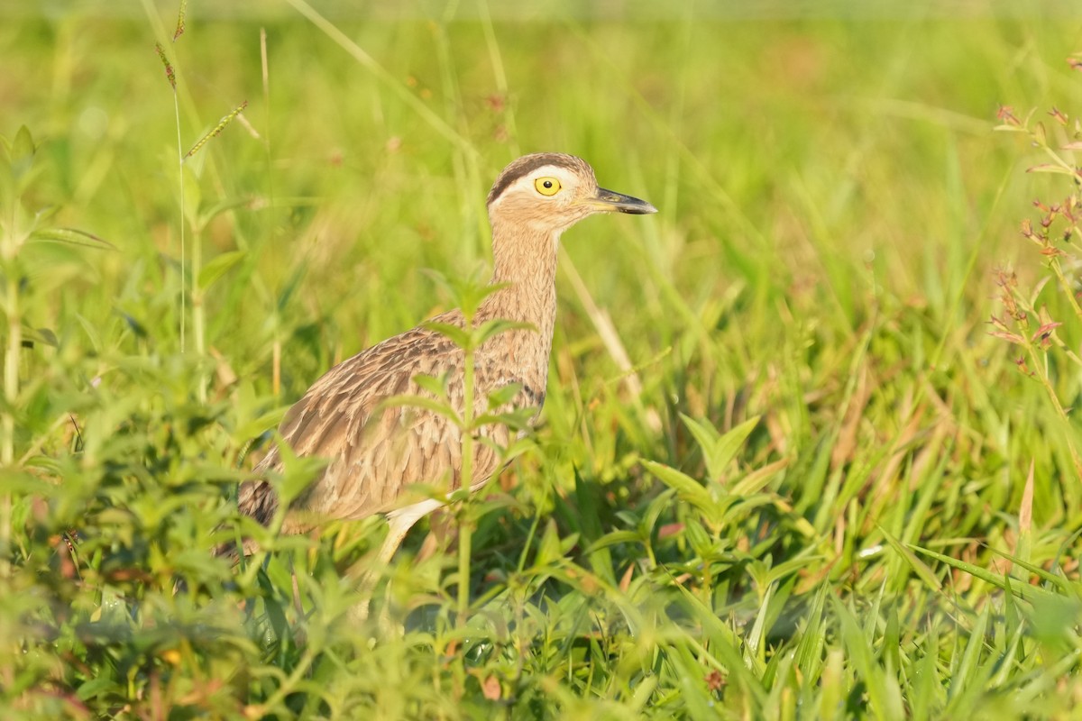 Double-striped Thick-knee - ML639843120