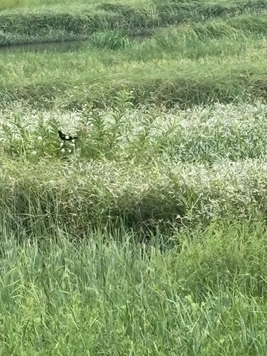 Red-winged Blackbird - ML639843133