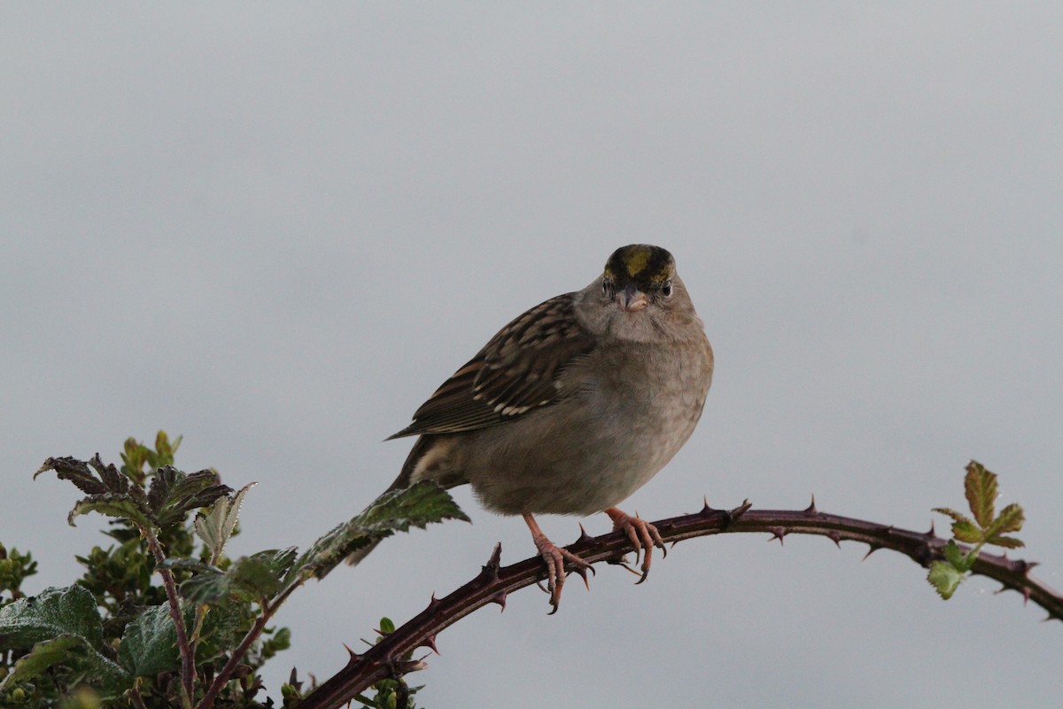 Golden-crowned Sparrow - ML639843158