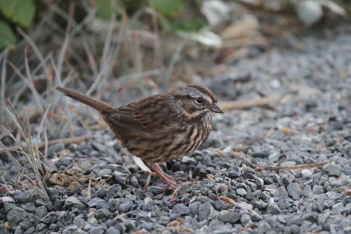 Song Sparrow - ML639843186