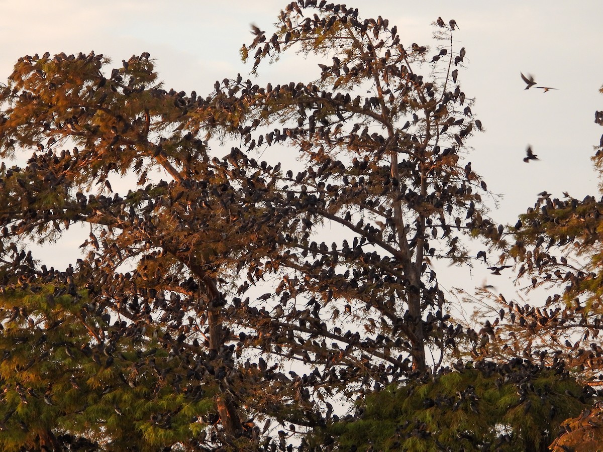 Purple Martin - ML639843209