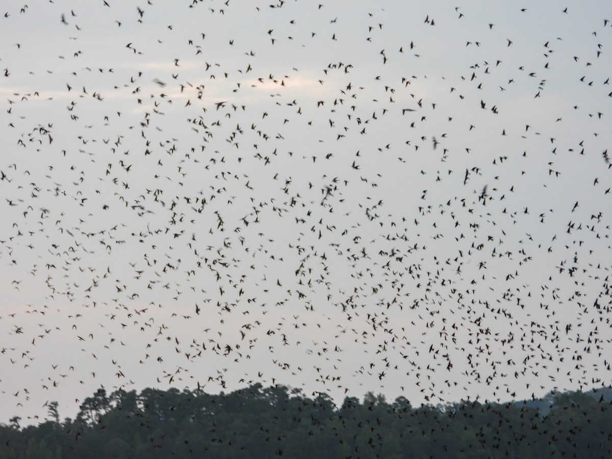 Purple Martin - ML639843240