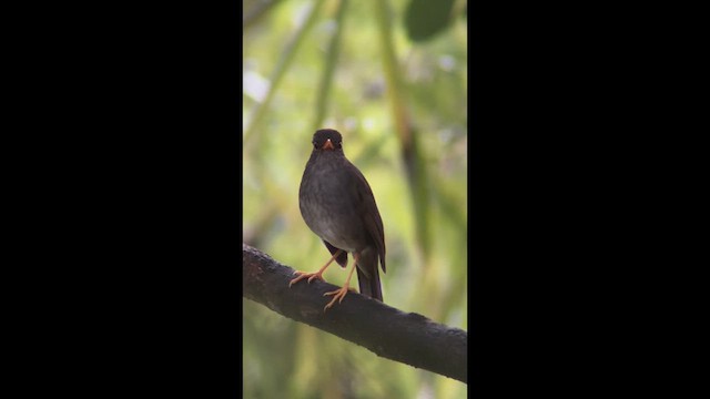 Orange-billed Nightingale-Thrush - ML639843245