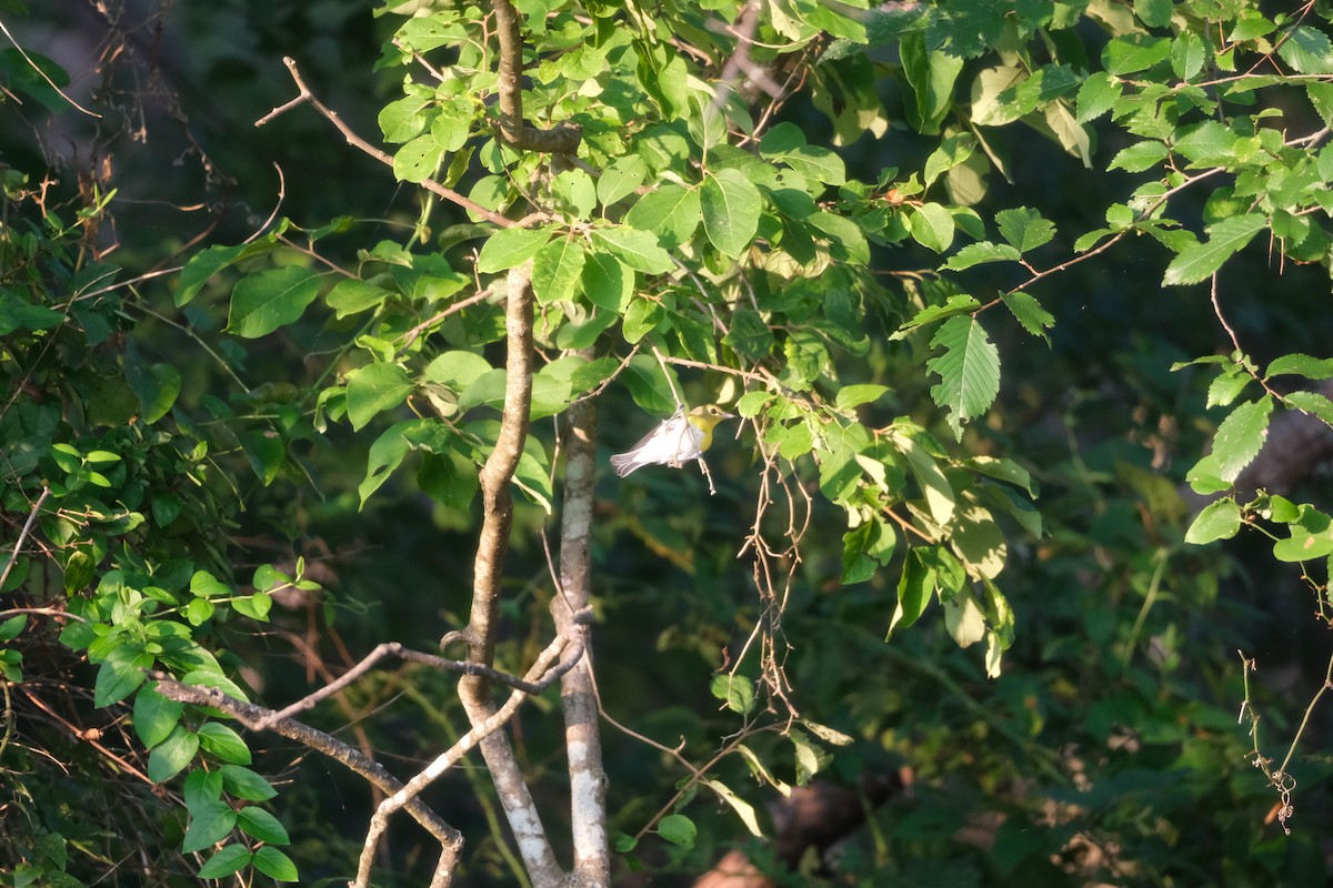 Yellow-throated Vireo - ML639843247