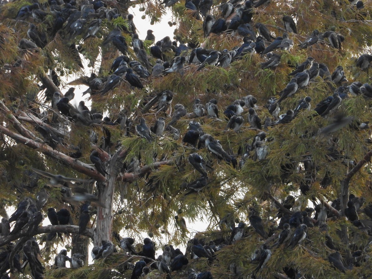 Purple Martin - ML639843270