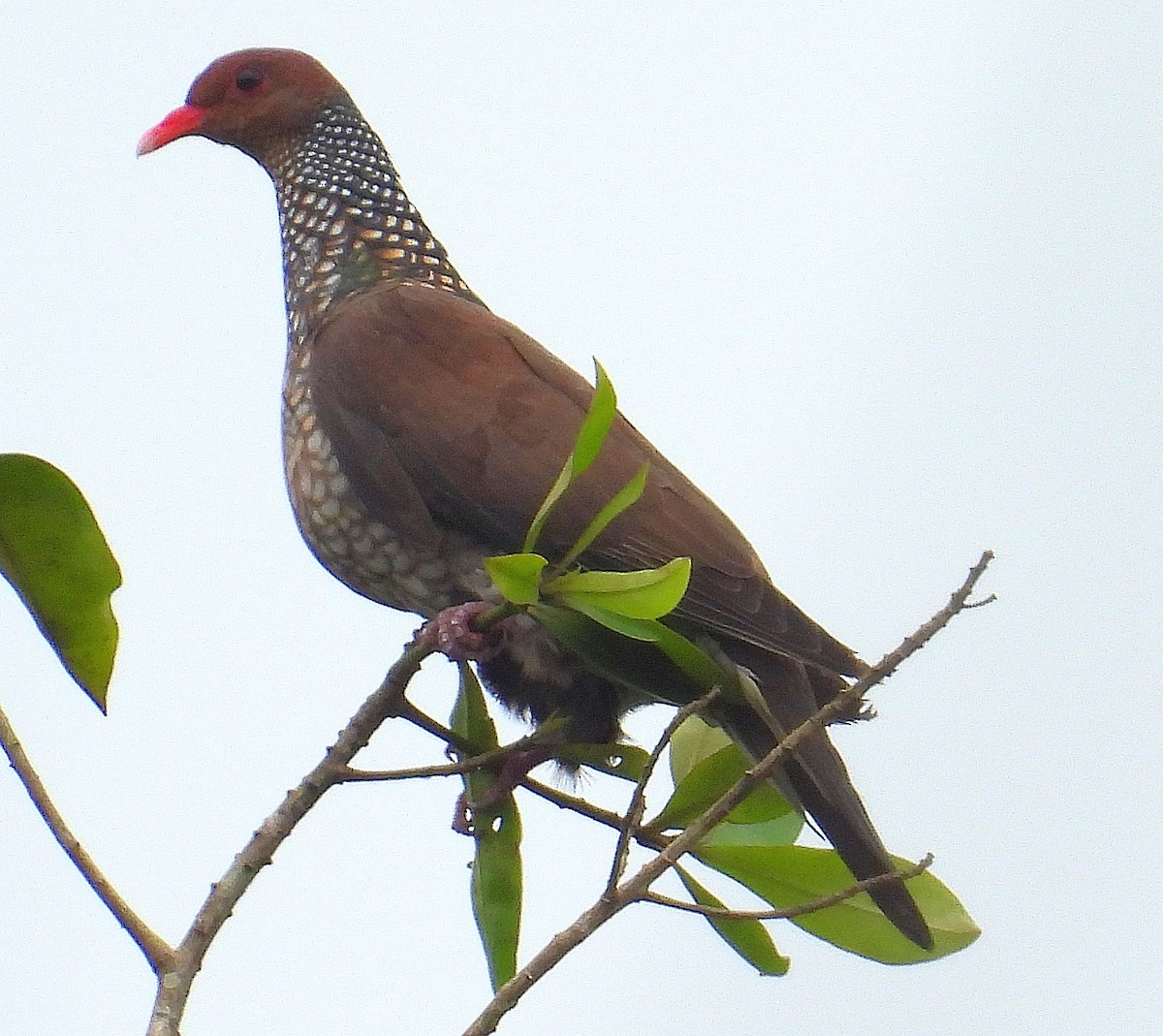 Scaled Pigeon - ML639843281