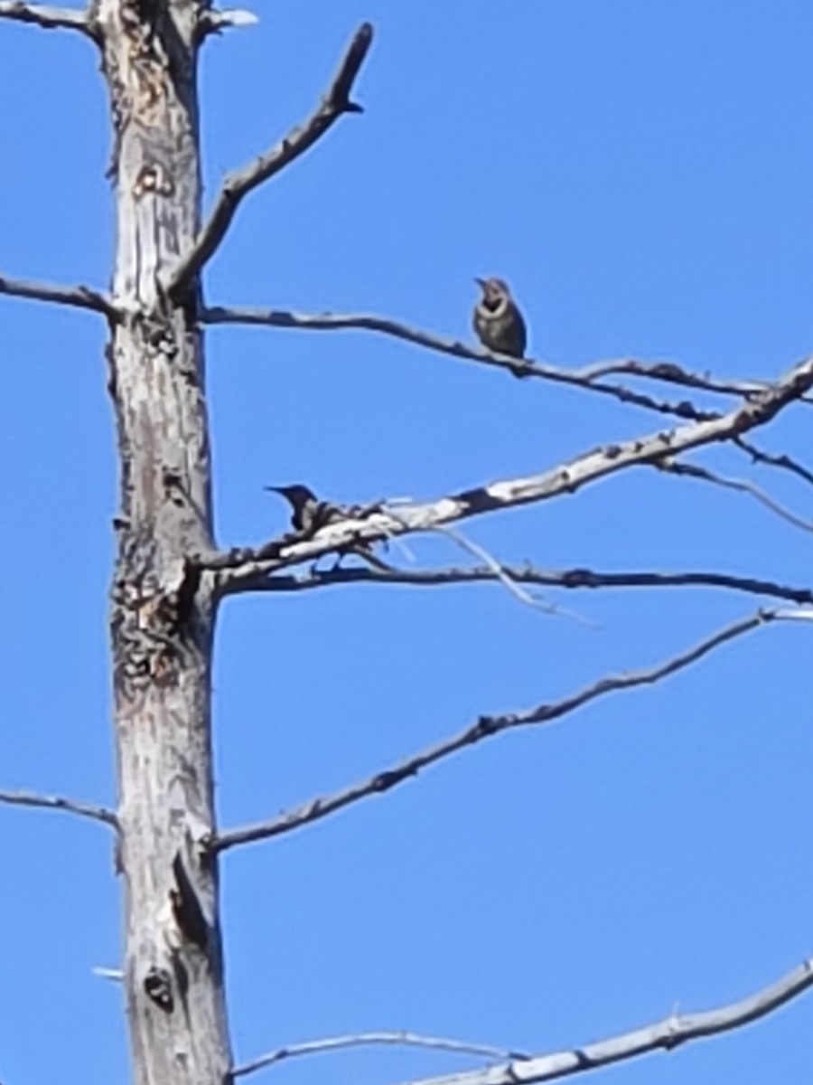 Northern Flicker - ML639843382