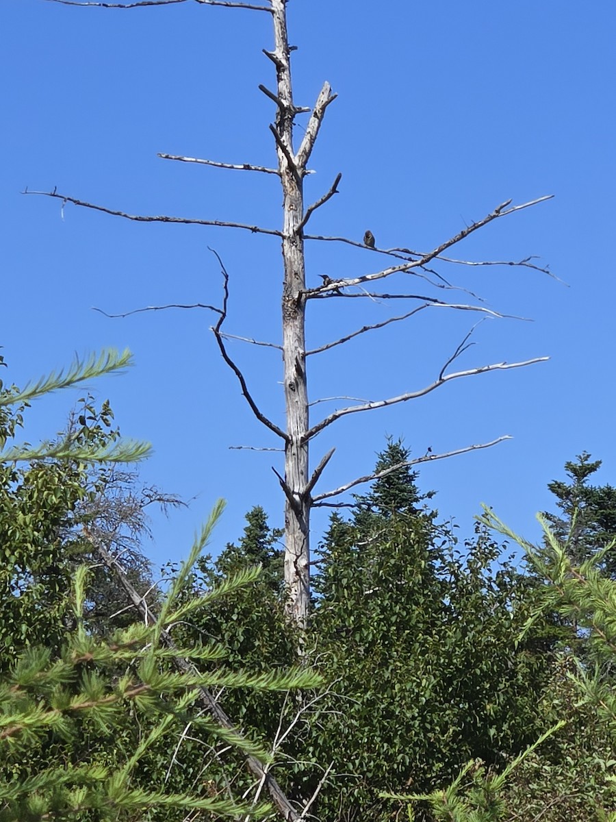 Northern Flicker - ML639843383