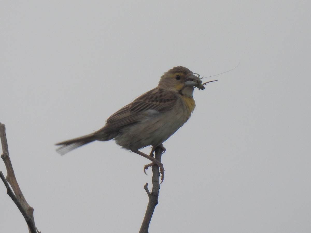 Dickcissel - ML639843397