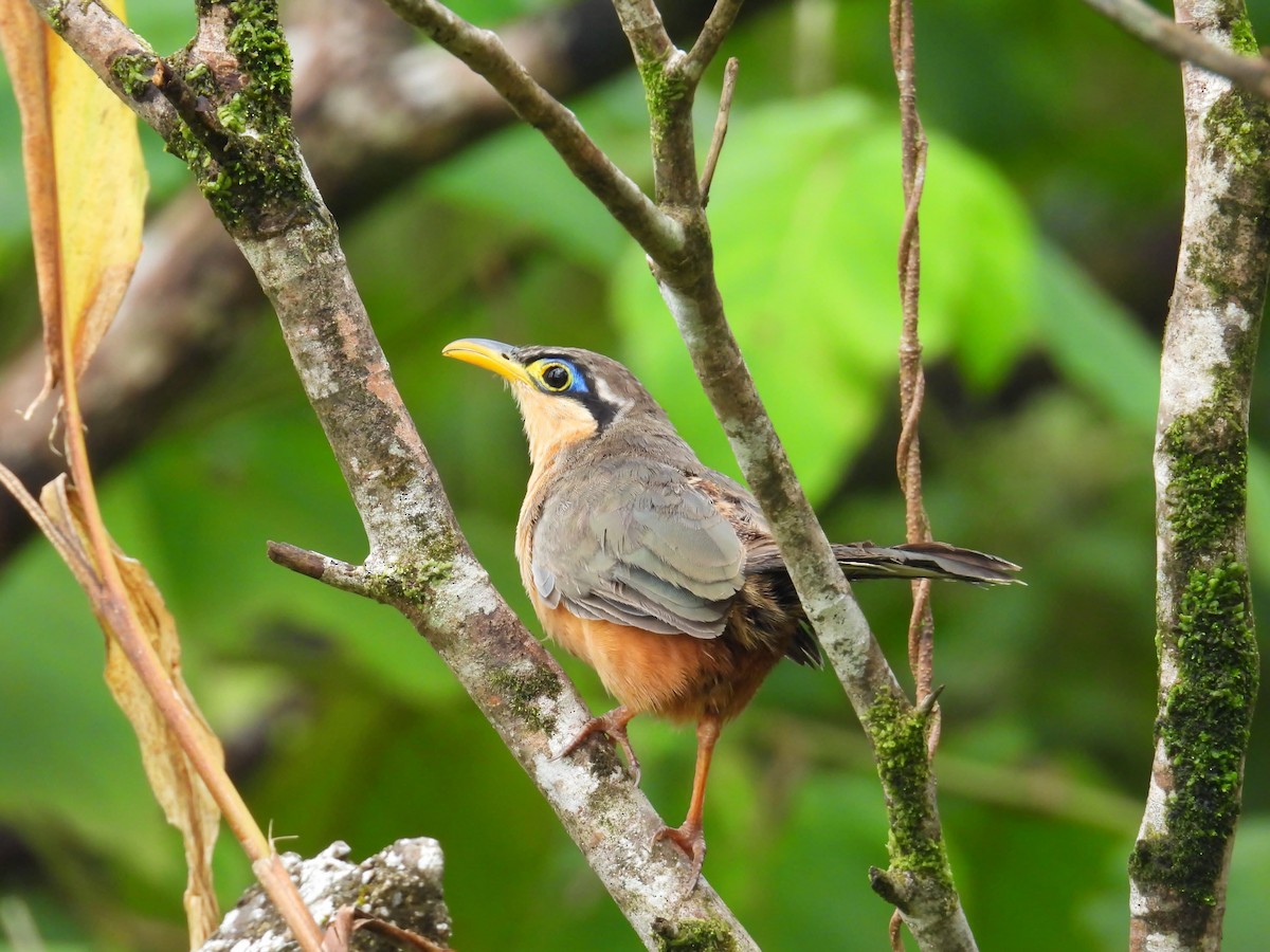 Lesser Ground-Cuckoo - ML639843402