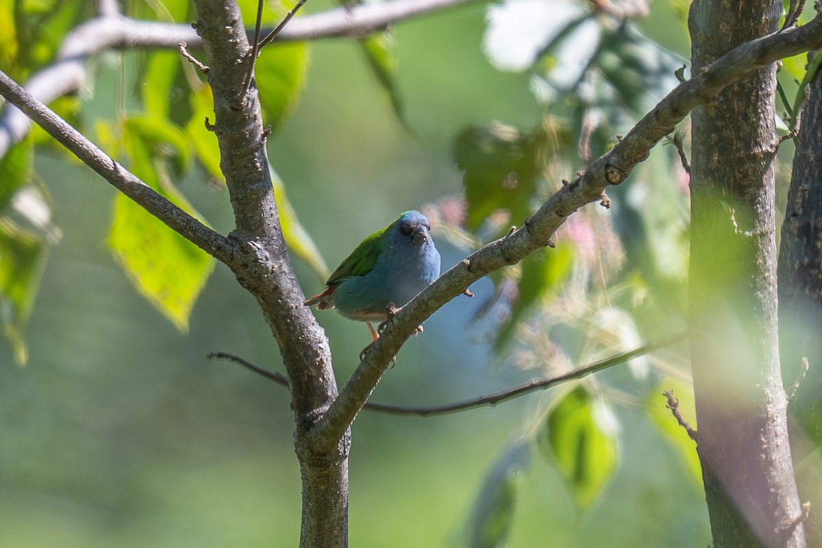 Tricolored Parrotfinch - ML639843445