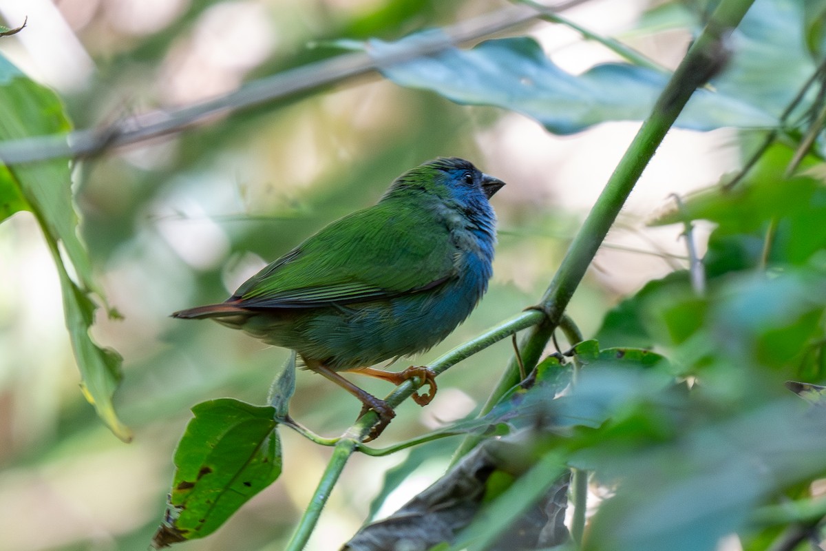 Tricolored Parrotfinch - ML639843447