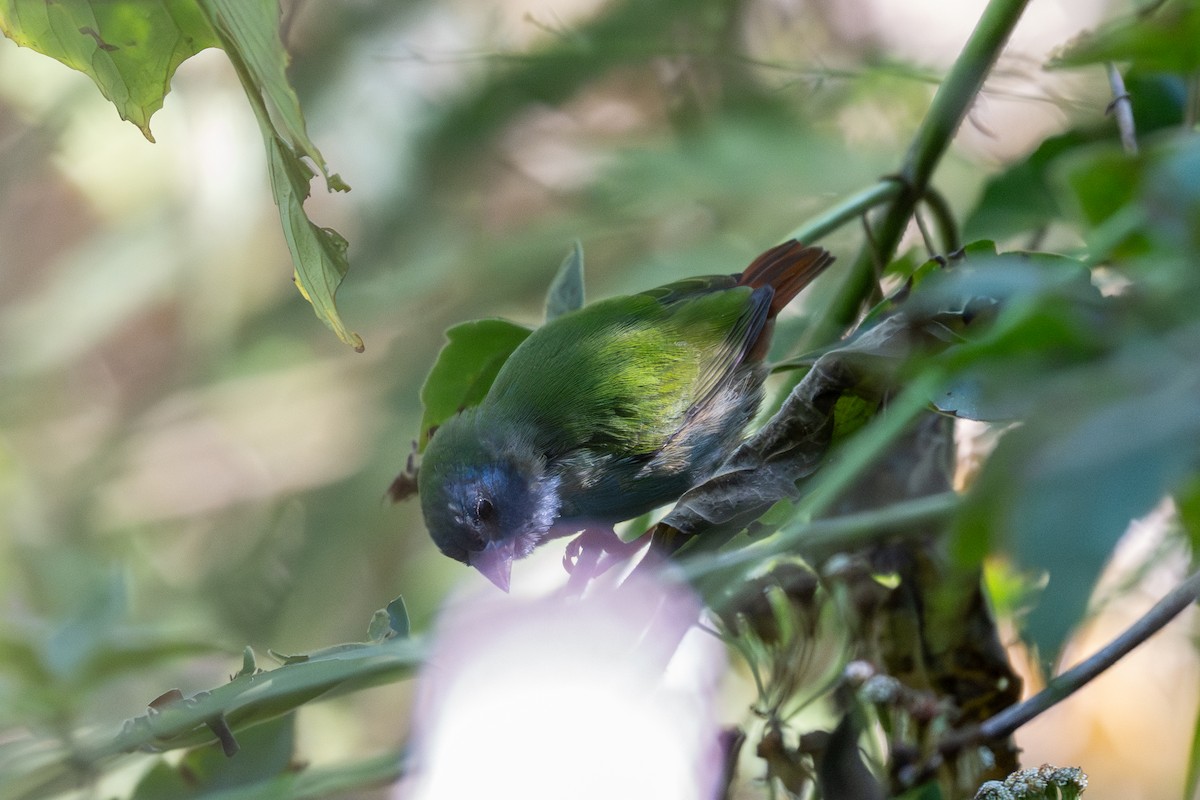 Tricolored Parrotfinch - ML639843448
