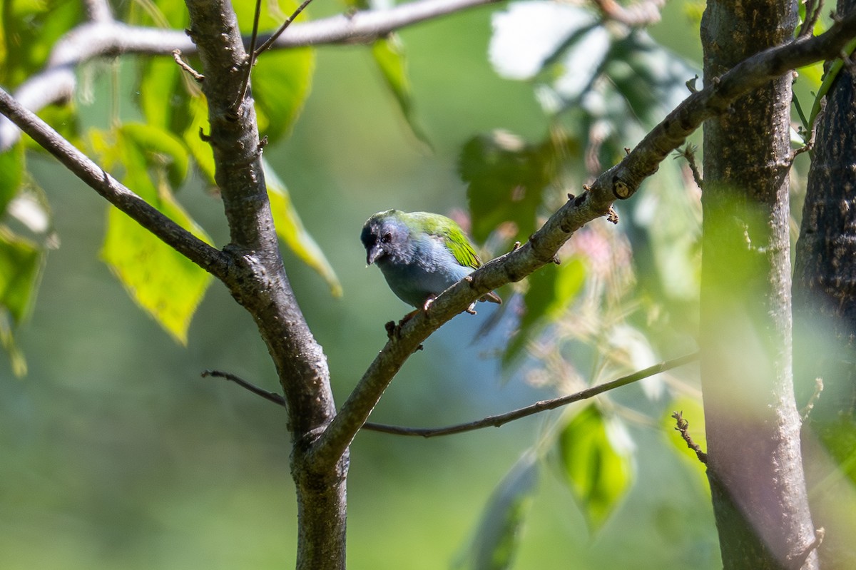 Tricolored Parrotfinch - ML639843449