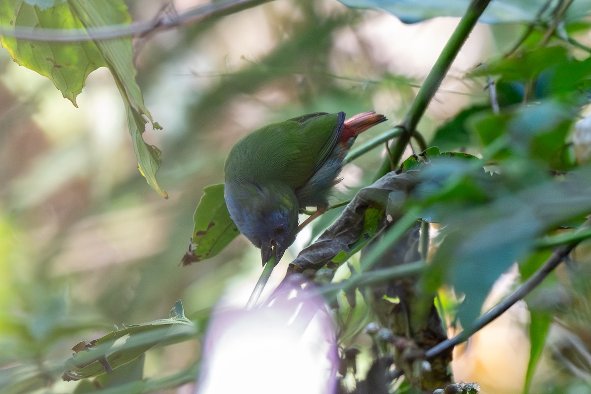 Tricolored Parrotfinch - ML639843450