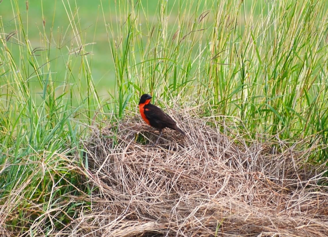 Red-breasted Meadowlark - ML639843535