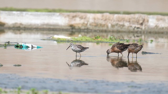 Stilt Sandpiper - ML639843676