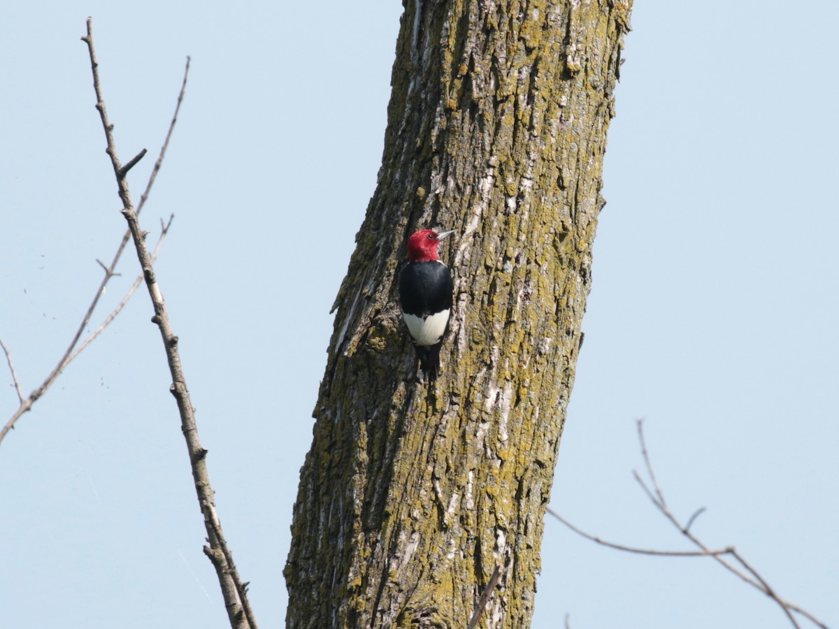 Pic à tête rouge - ML639843726