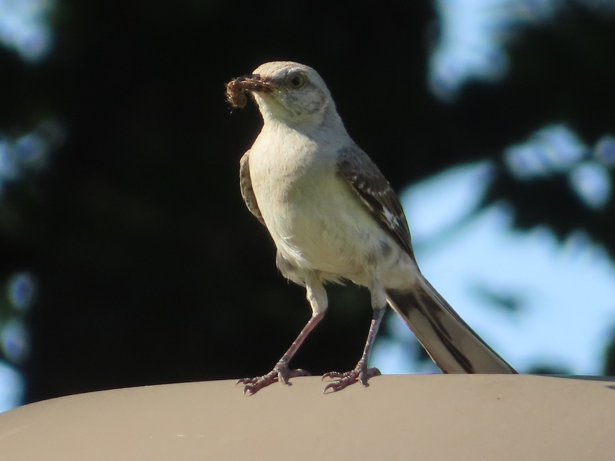 sangspottefugl - ML639843772