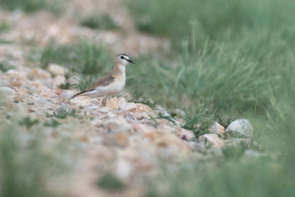 Mountain Plover - ML639843840