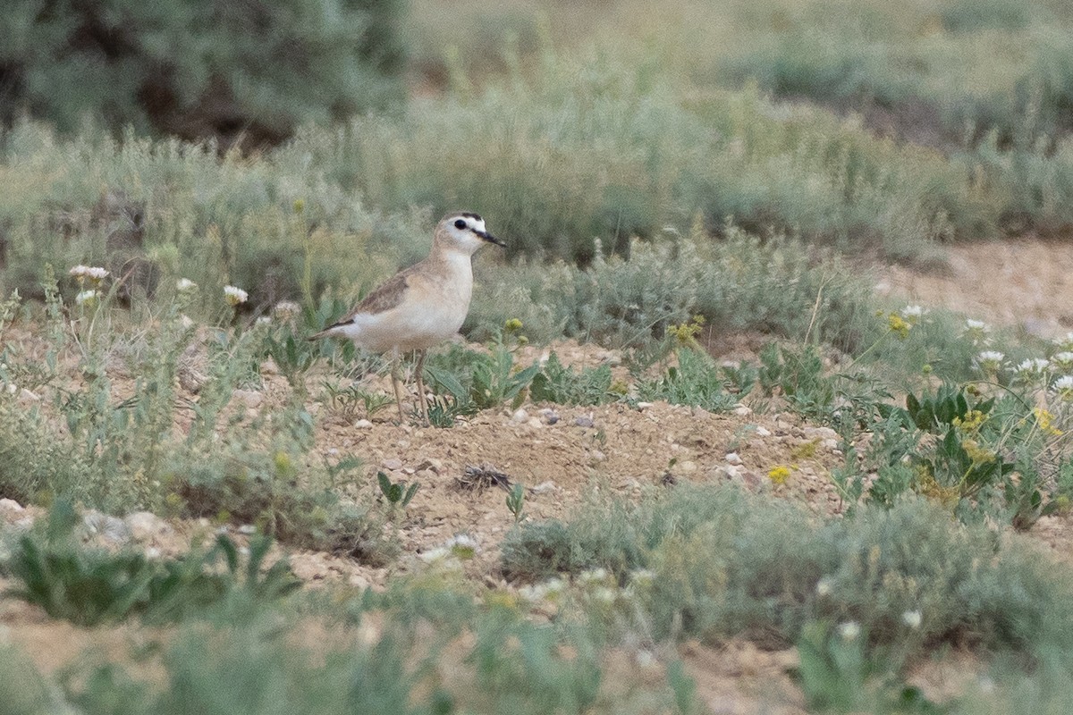 Mountain Plover - ML639843842
