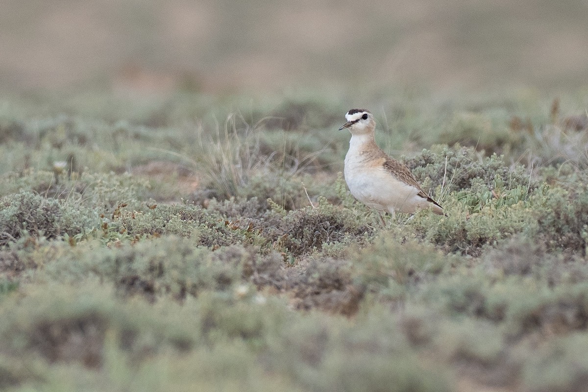 Mountain Plover - ML639843846