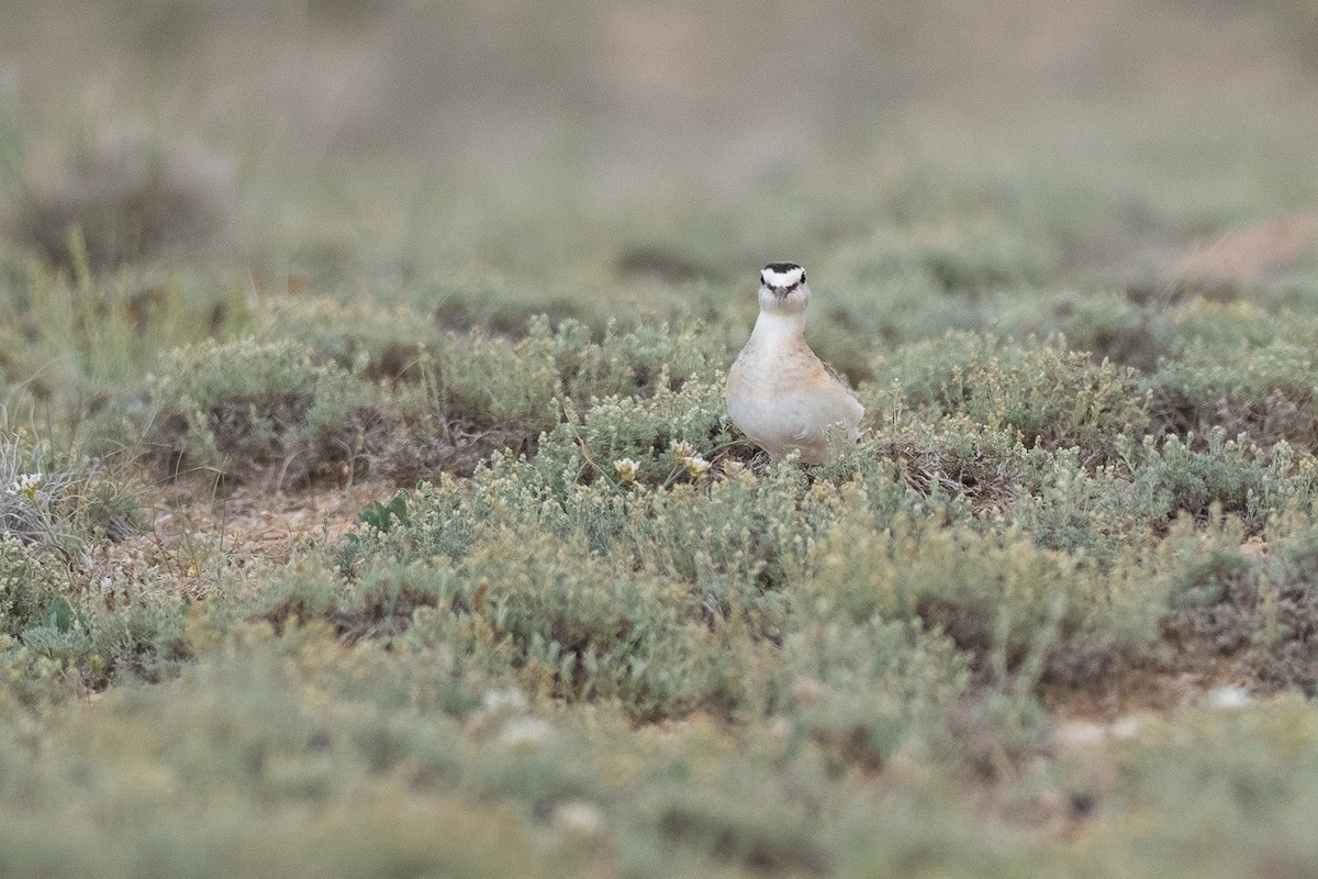 Mountain Plover - ML639843848