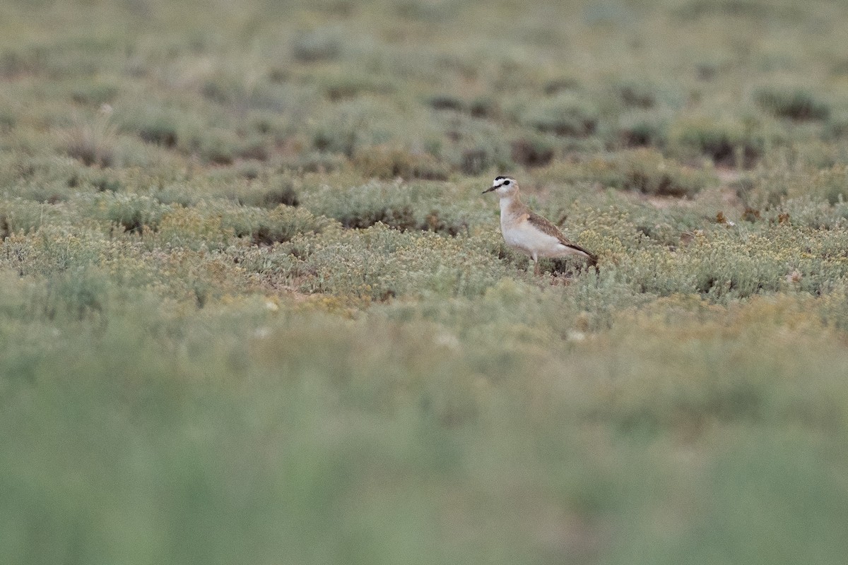 Mountain Plover - ML639843853