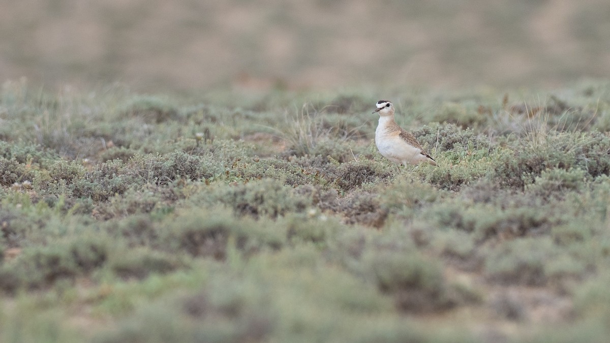 Mountain Plover - ML639843855