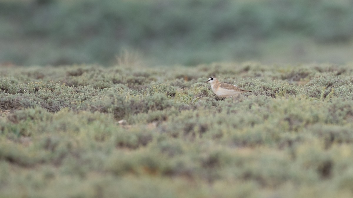 Mountain Plover - ML639843856