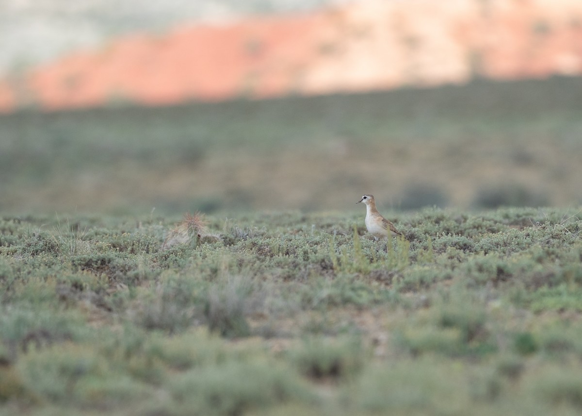 Mountain Plover - ML639843857