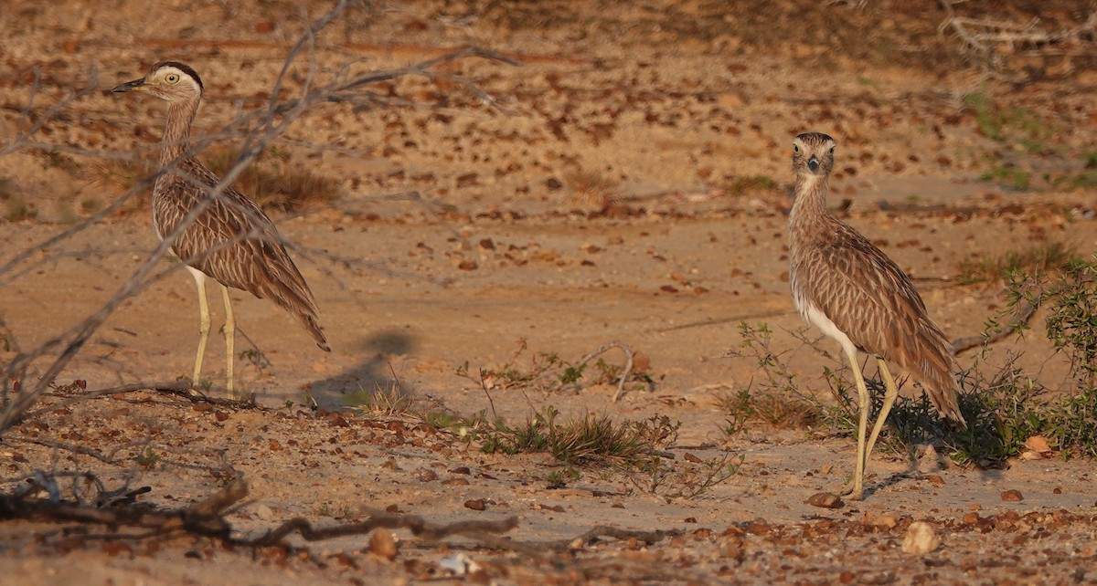 Double-striped Thick-knee - ML639843862