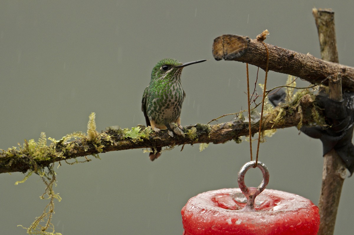 Rufous-booted Racket-tail (Anna's) - ML639843885