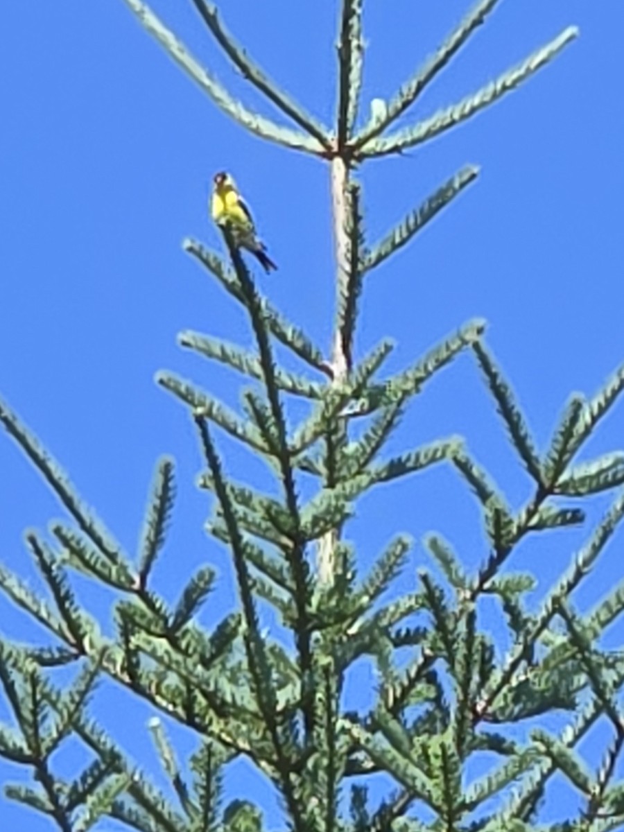 American Goldfinch - ML639844017