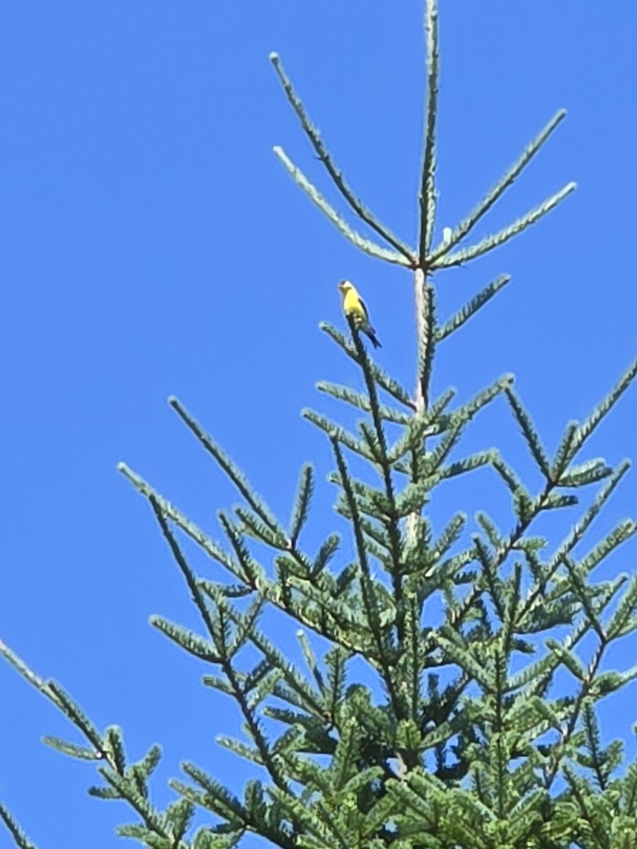 American Goldfinch - ML639844018