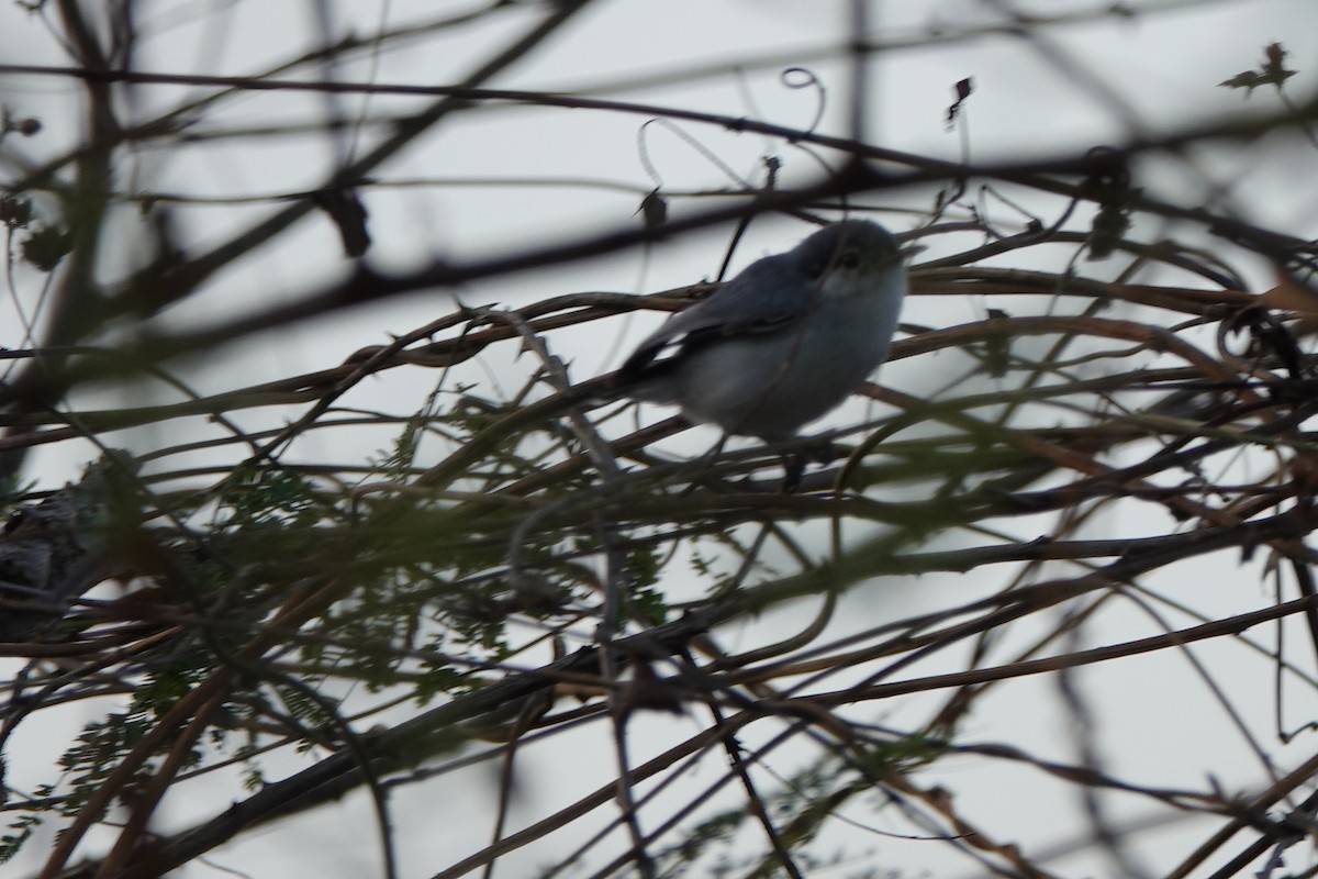 Tropical Gnatcatcher - ML639844055