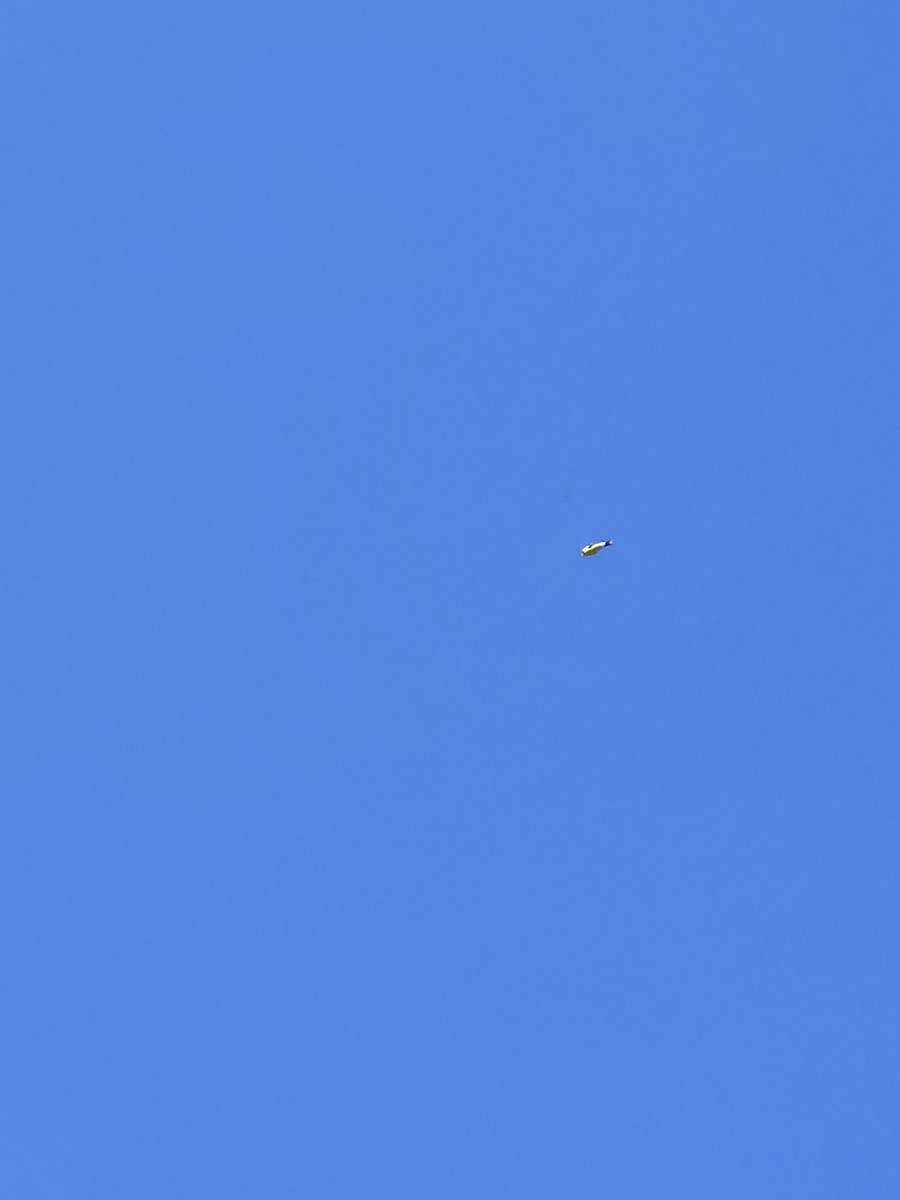 American Goldfinch - ML639844101