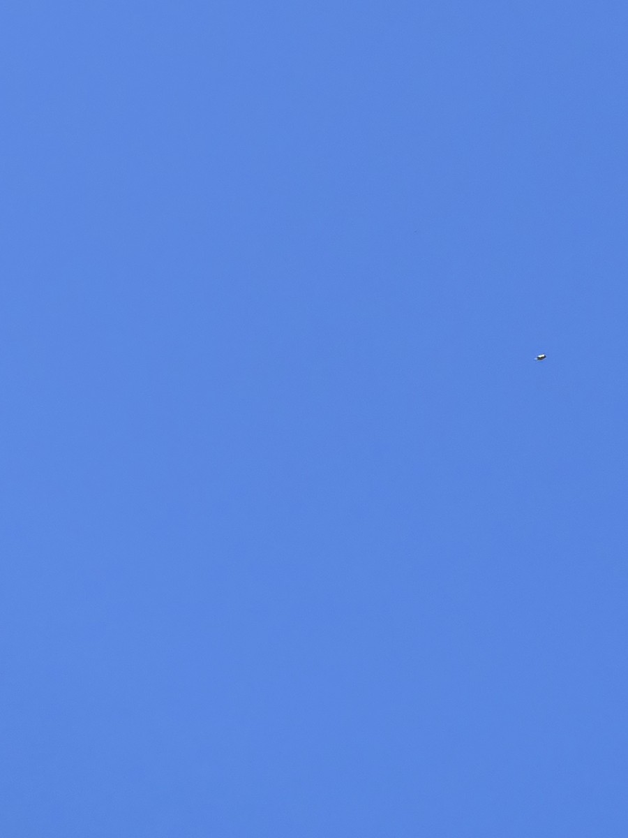 American Goldfinch - ML639844102