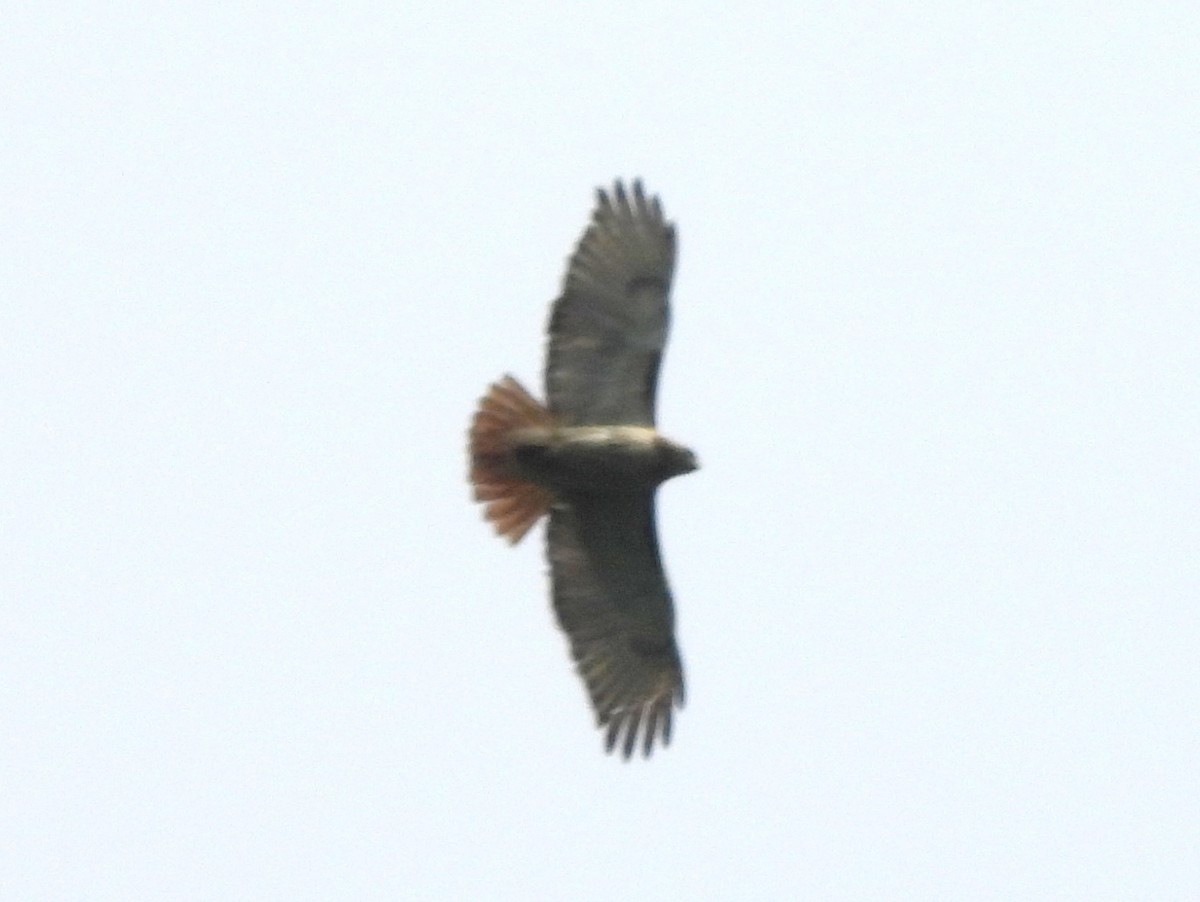 Red-tailed Hawk (borealis) - ML639844185