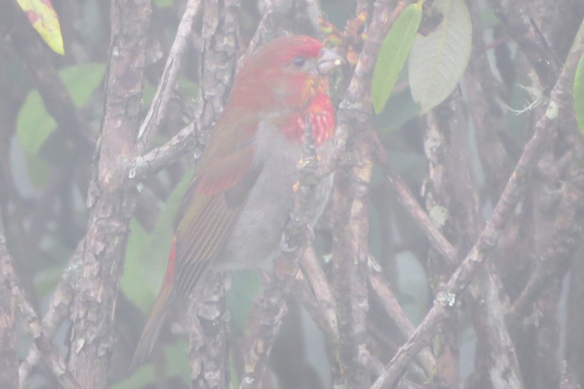 Crimson-browed Finch - ML639844201