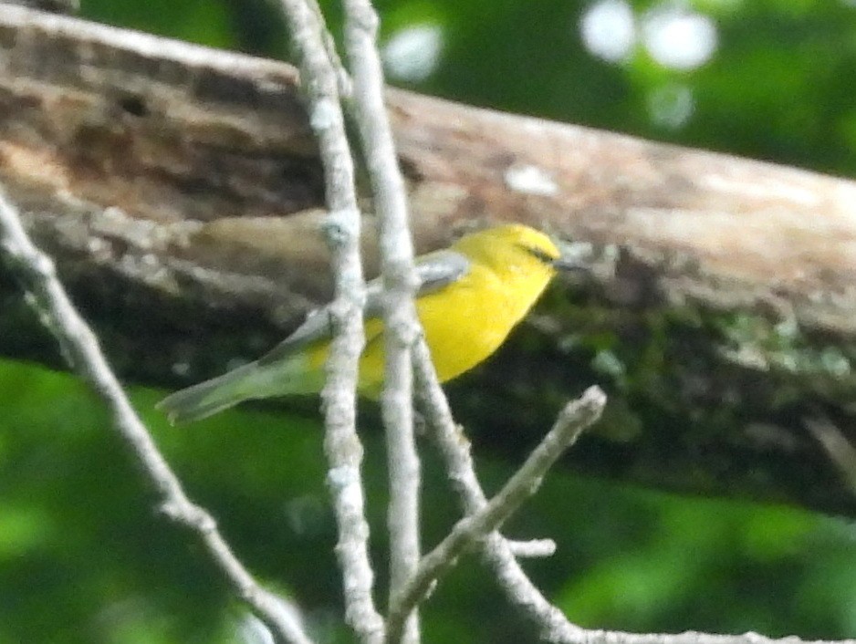 Blue-winged Warbler - ML639844204